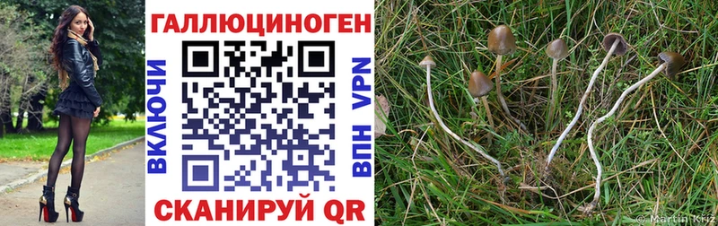 Купить  Алагир  Псилоцибиновые грибы ЛСД 